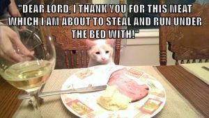 Funny Easter Cat Memes Funny Easter Cat Memes