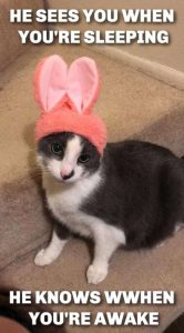 Easter-Memes-Min Funny Easter Cat Memes