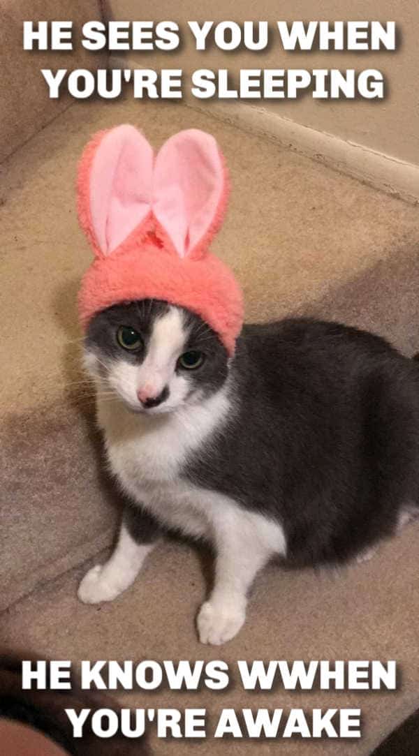 20 Funny Cat Easter Memes Too Cute To Not Share
