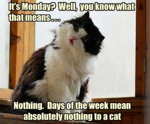 15 Hilarious Cats Who Understand The Monday Mood