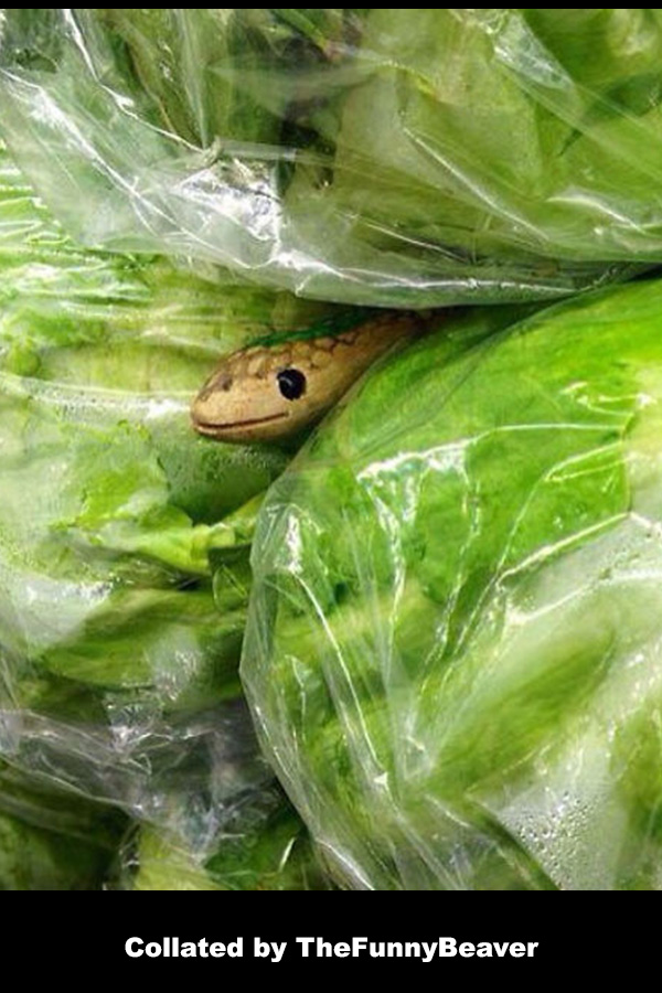 Funny April Fools Ideas  snakes in lettuce
