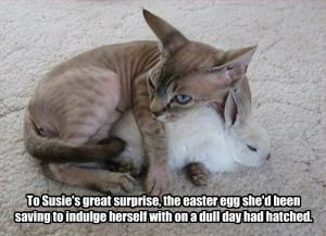 Funny Easter Cat Memes Funny Easter Cat Memes