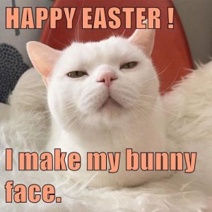 Funny Easter Cat Memes Funny Easter Cat Memes