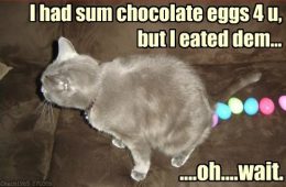 Funny Animal Easter Memes