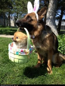 20 Funny Dog Easter Memes to Enjoy While You Binge Eat Easter Eggs 20 Funny Dog Easter Memes to Enjoy While You Binge Eat Easter Eggs