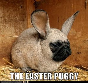20 Funny Dog Easter Memes to Enjoy While You Binge Eat Easter Eggs 20 Funny Dog Easter Memes to Enjoy While You Binge Eat Easter Eggs