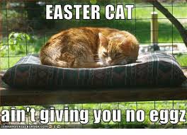 Funny Easter Cat Memes Funny Easter Cat Memes