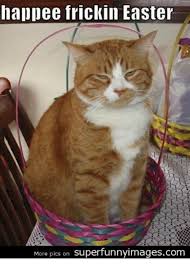 Funny Easter Cat Memes Funny Easter Cat Memes