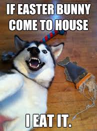 20 Funny Dog Easter Memes To Enjoy While You Binge Eat Easter Eggs