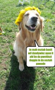 20 Funny Dog Easter Memes To Enjoy While You Binge Eat Easter Eggs