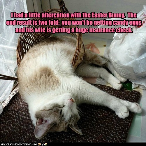 20 Funny Cat Easter Memes Too Cute To Not Share
