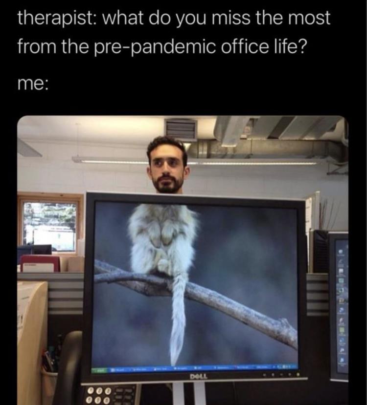 Hilarious Memes About Life  Not The Same On Zoom