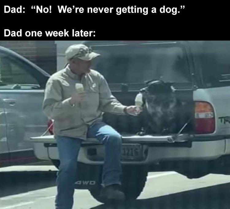 Hilarious Memes About Life  Marley And Me