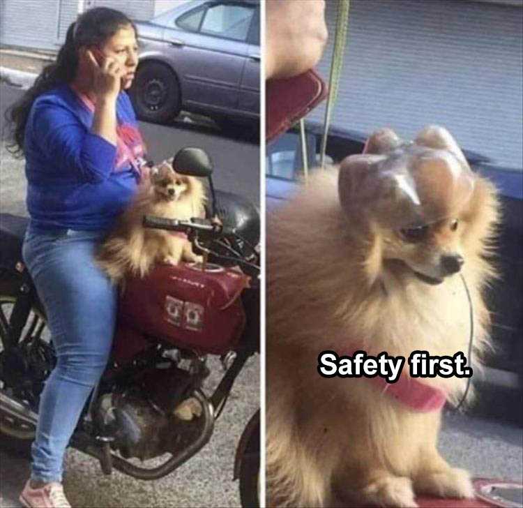 Funny Animal Images With Sayings