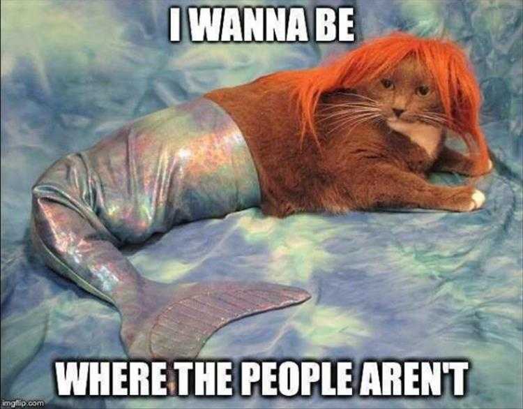 Funny Animal Images With Sayings