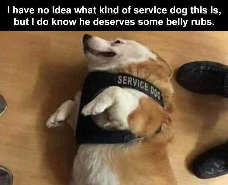 Funny Animal Images With Sayings