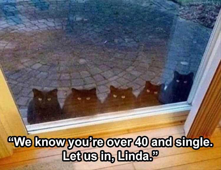 Funny Animal Images With Sayings