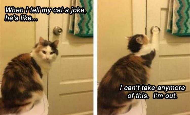 Funny Animal Images With Sayings