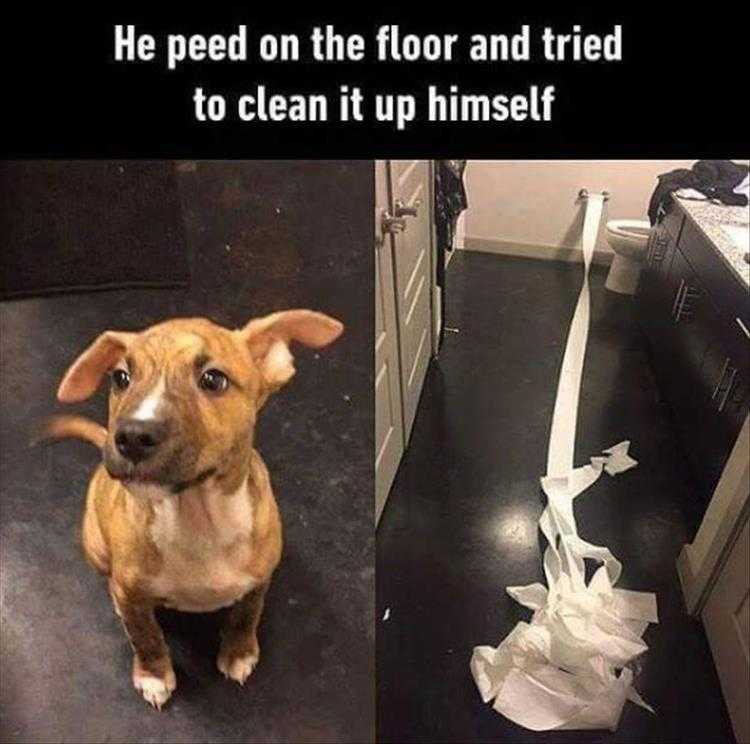 Funny Animal Images With Sayings