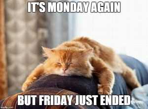 15 Hilarious Cats Who Understand The Monday Mood
