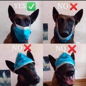 Top 21 Funny Animal Memes Of The Day_605B53E7Dd988.Jpeg Funny Animal Easter Memes
