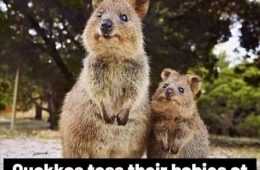 Funny Animal Pictures With Captions