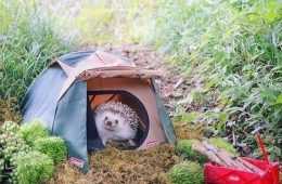 Funny Animal Images With Captions  Hedgehog In A Tent