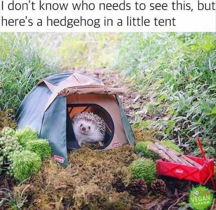 Funny Animal Images With Captions