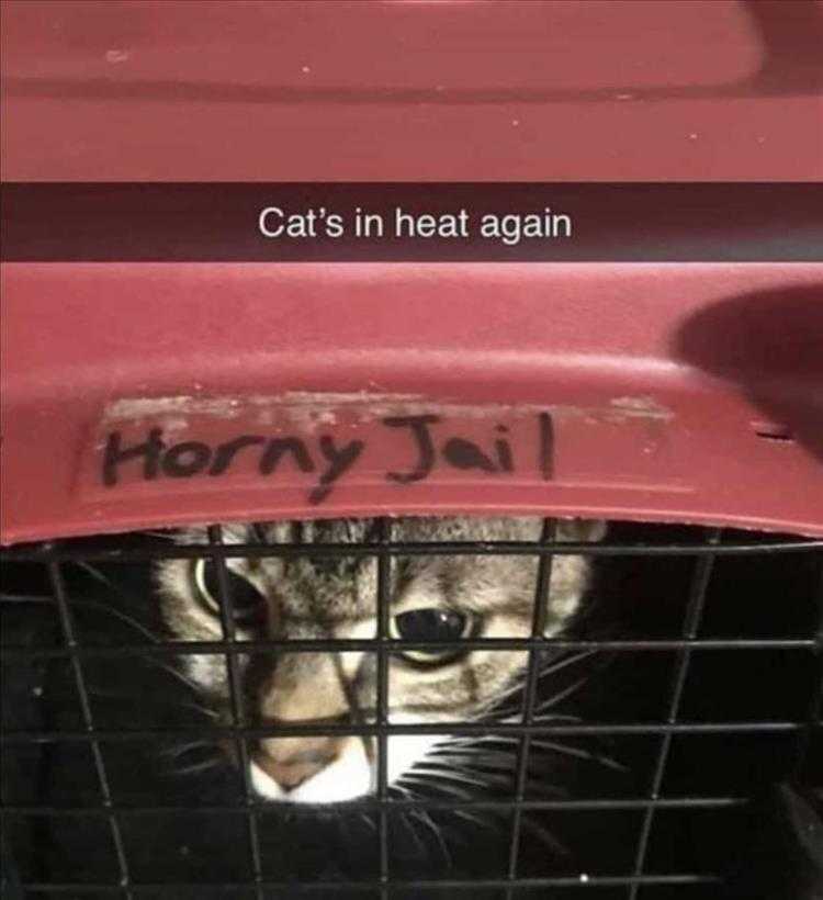 Funny Animal Images With Captions