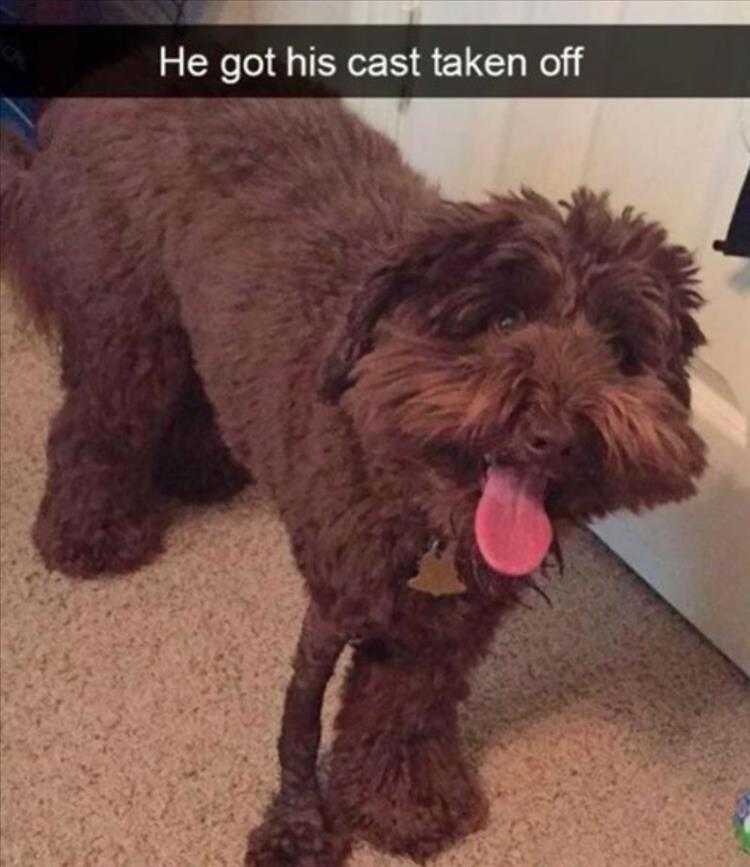 Funny Animal Images With Captions