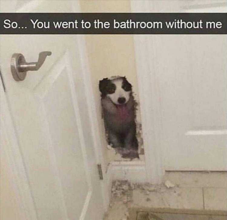 Funny Animal Images With Captions