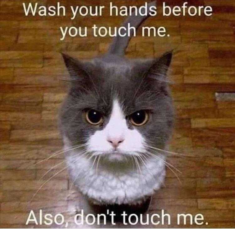 Funny Animal Images With Captions
