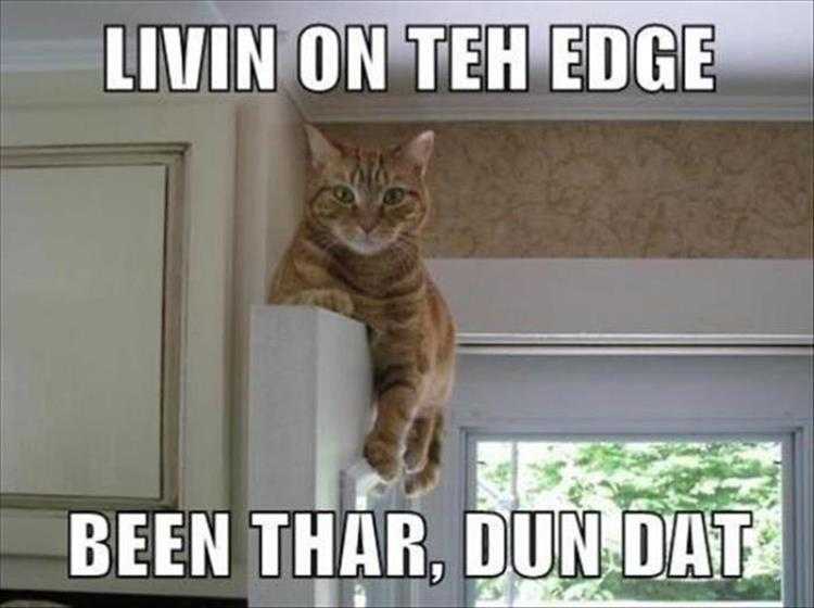 Funny Animal Images With Captions