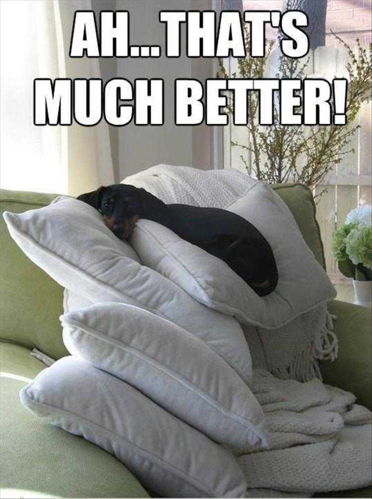Funny Animal Images With Captions