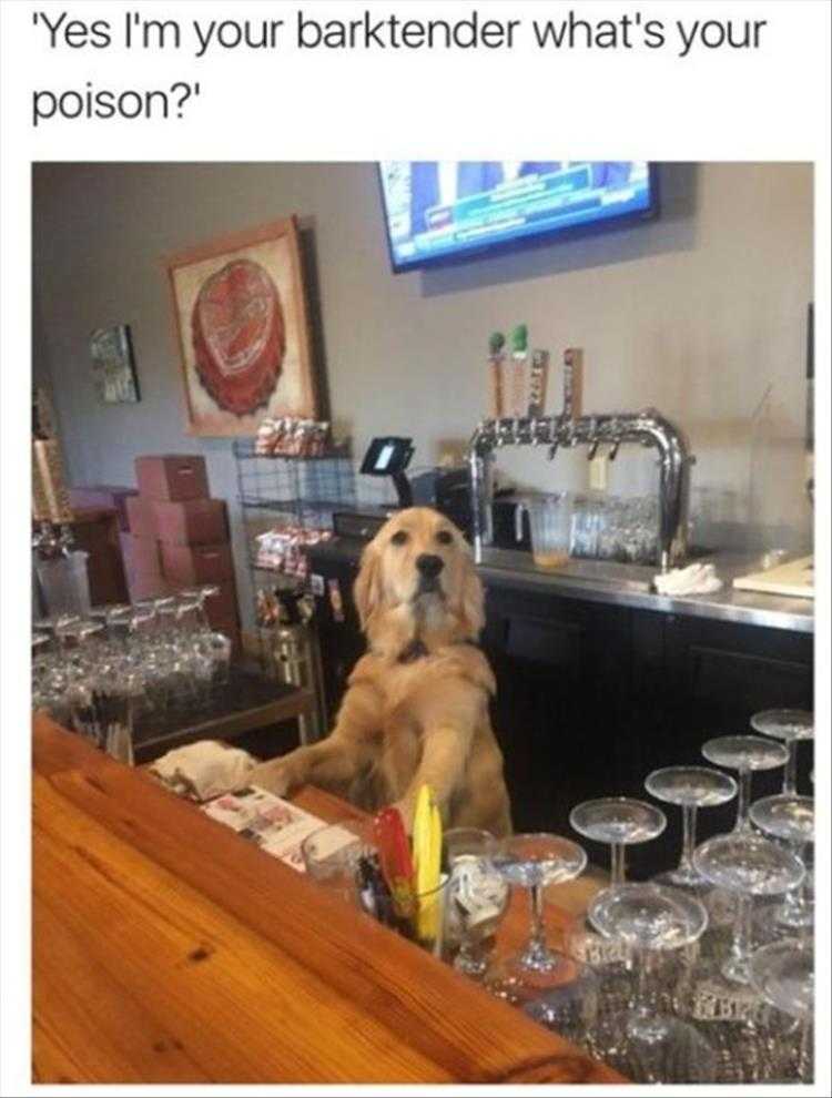 Funny Animal Images With Captions