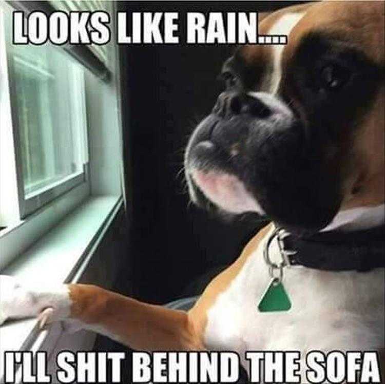 Funny Animal Images With Captions