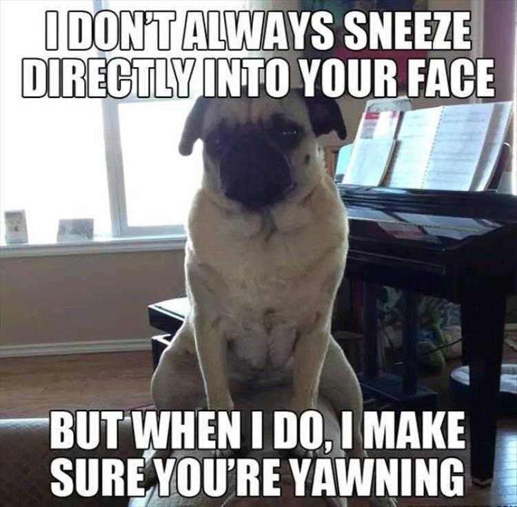 Funny Animal Images With Captions