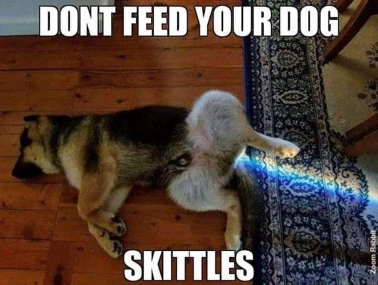 Hilarious animal pics with caption  smells good, looks better