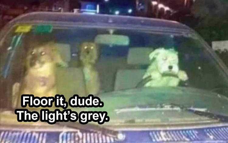 Funny Animal Images With Captions