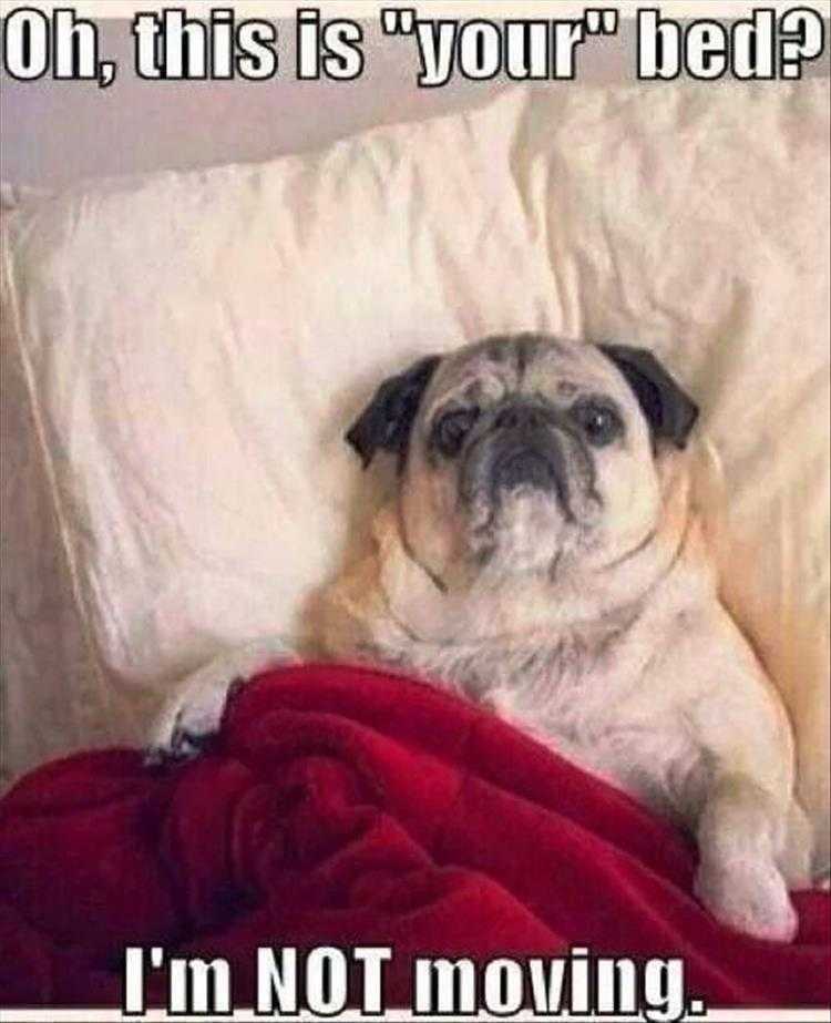 Funny Animal Images With Captions