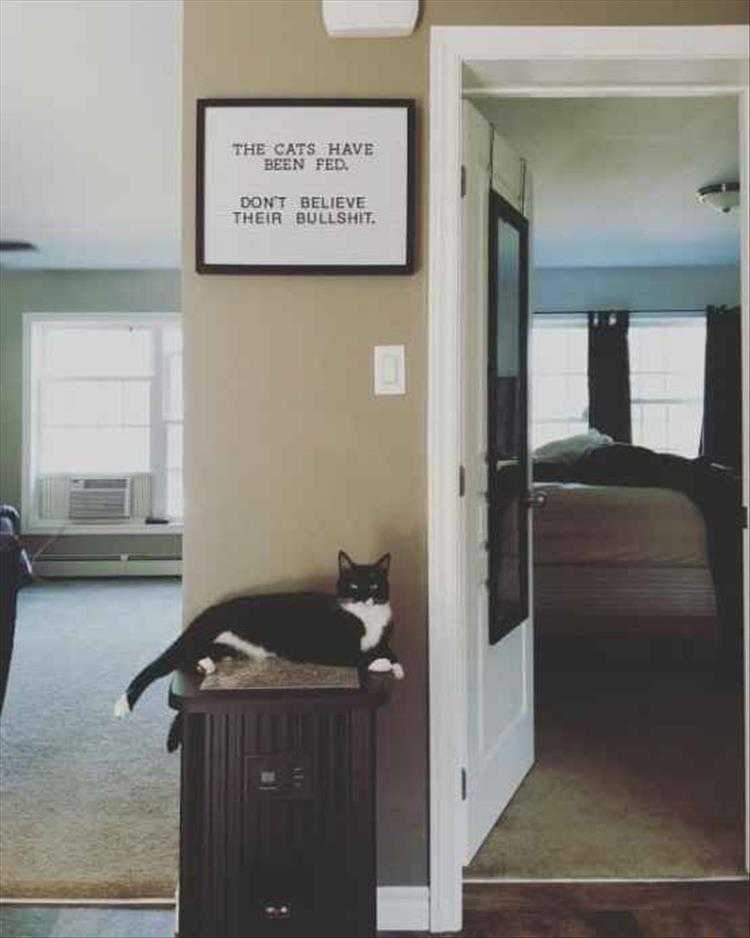 Funny Animal Images With Captions