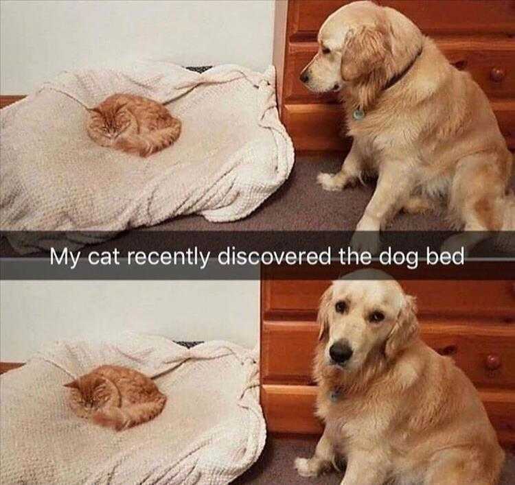 Funny Animal Images With Captions