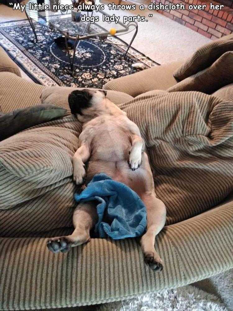 Funny Animal Images With Captions