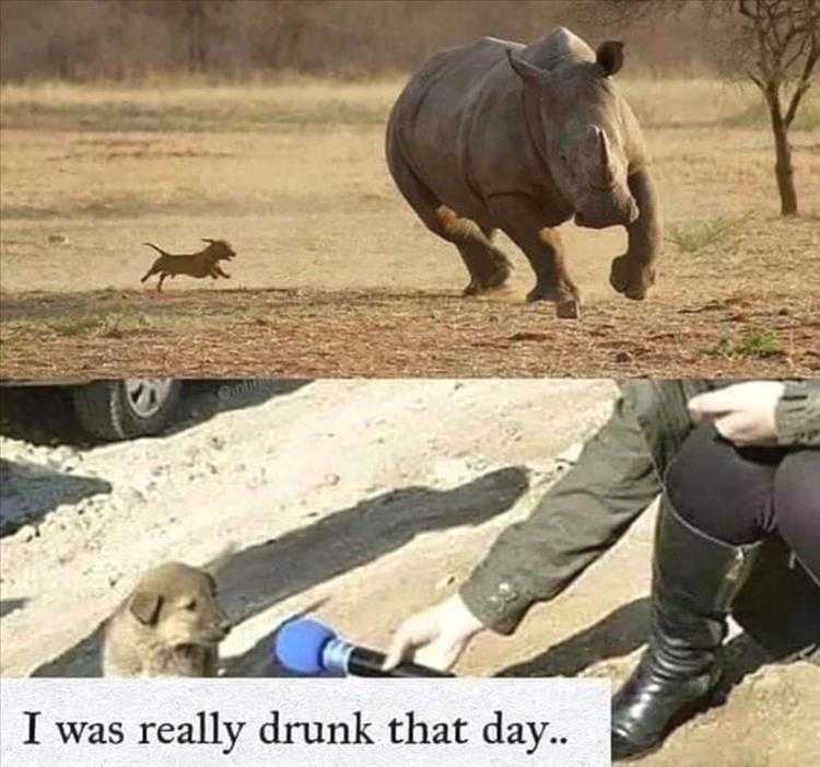Funny Animal Images With Captions
