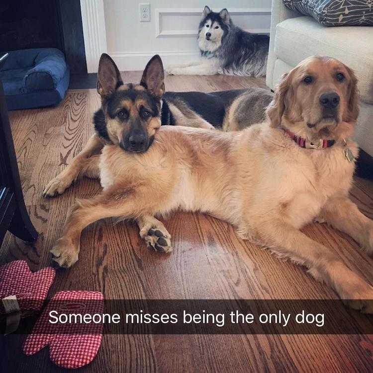 Funny Animal Images With Captions