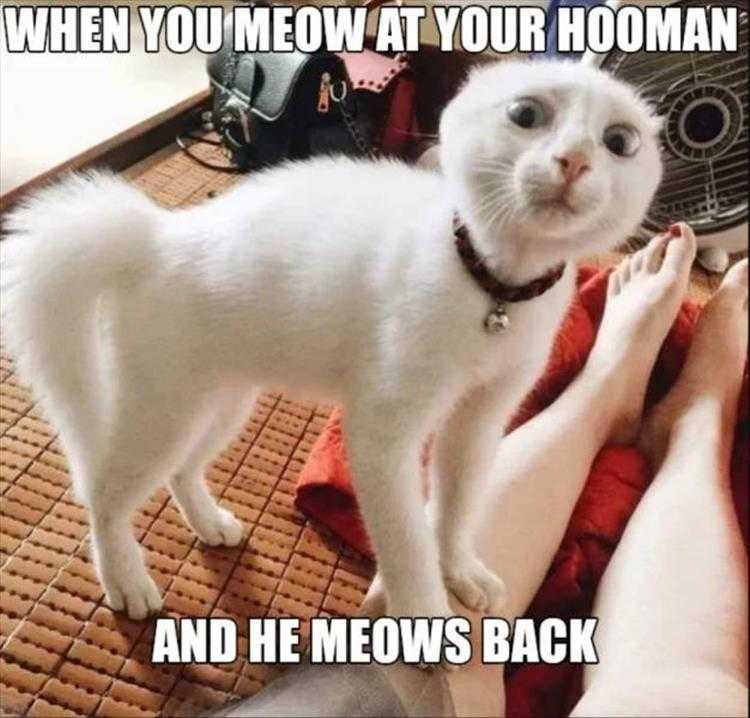 Funny Animal Images With Captions