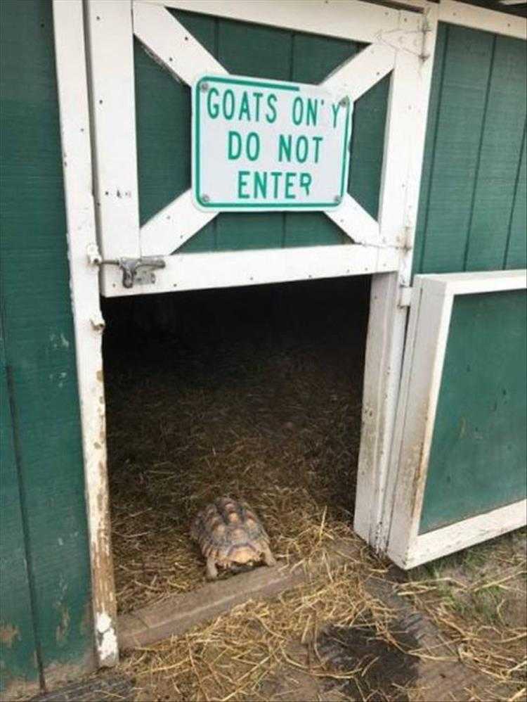 Funny Animal Images With Captions