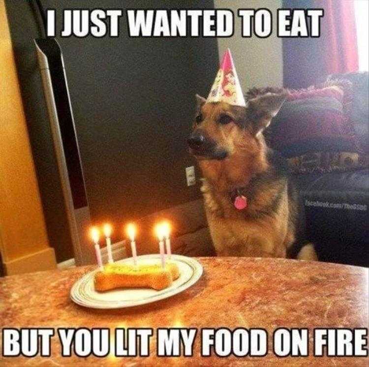 Funny Animal Images With Captions
