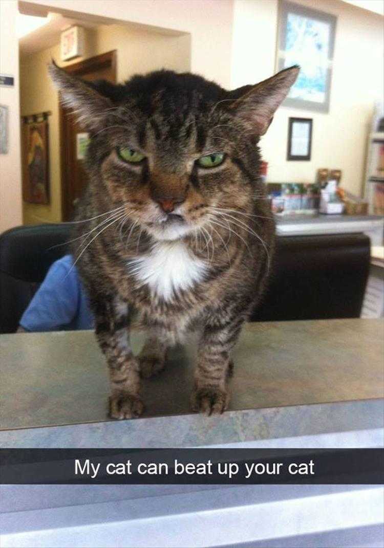 Funny Animal Images With Captions