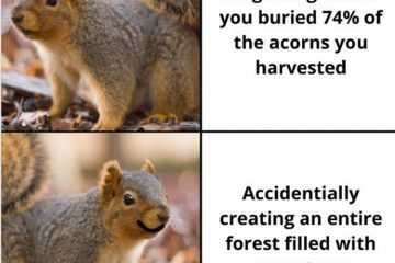 Funny Animal Images With Quotes  Genius Life Hack